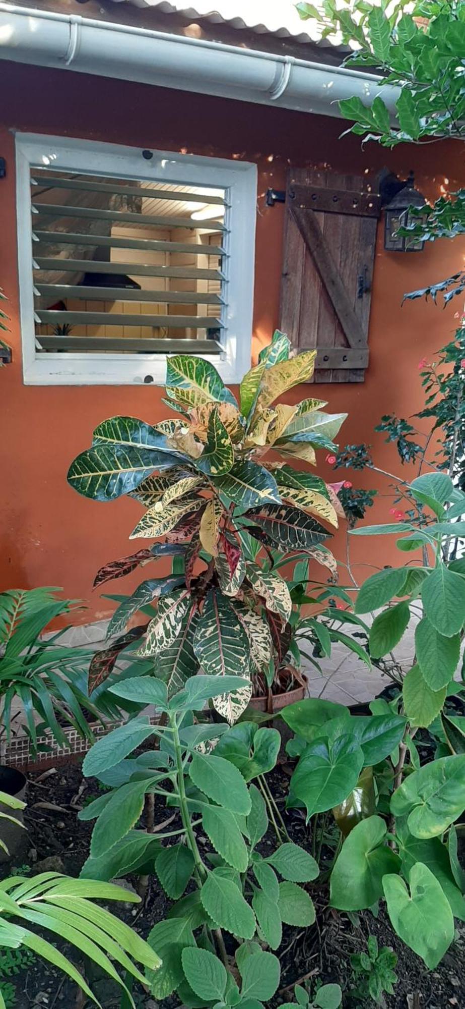 Bungalow Mangifera Proche De La Plage Le Diamant Zewnętrze zdjęcie